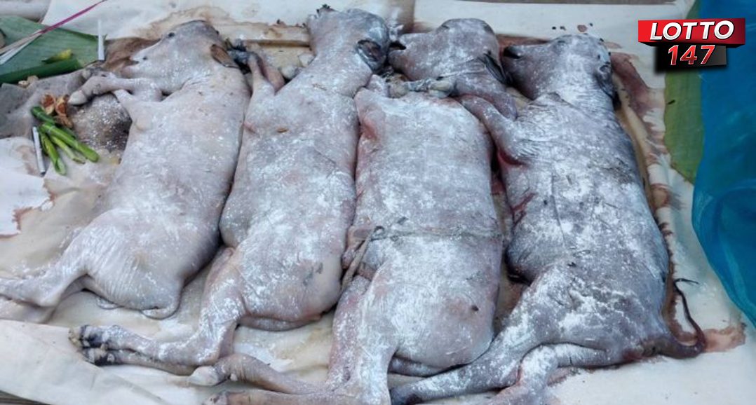 เลขเด็ด 1/8/68 วัวออกลูกแฝด 4 ตัว