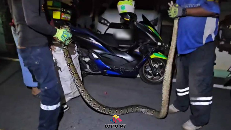 งูเหลือมยักษ์