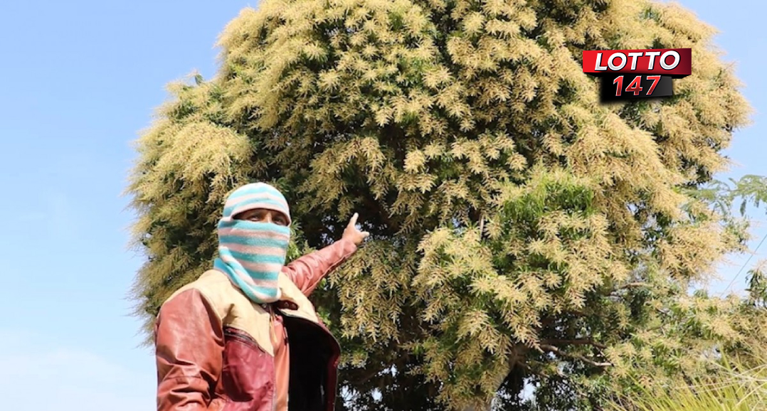 ตื่นตา พบมะม่วงป่า 70 ปี ออกช่อดอกโคตรโหด โคนต้นมีธูปปัก "เลข 3 ตัว"