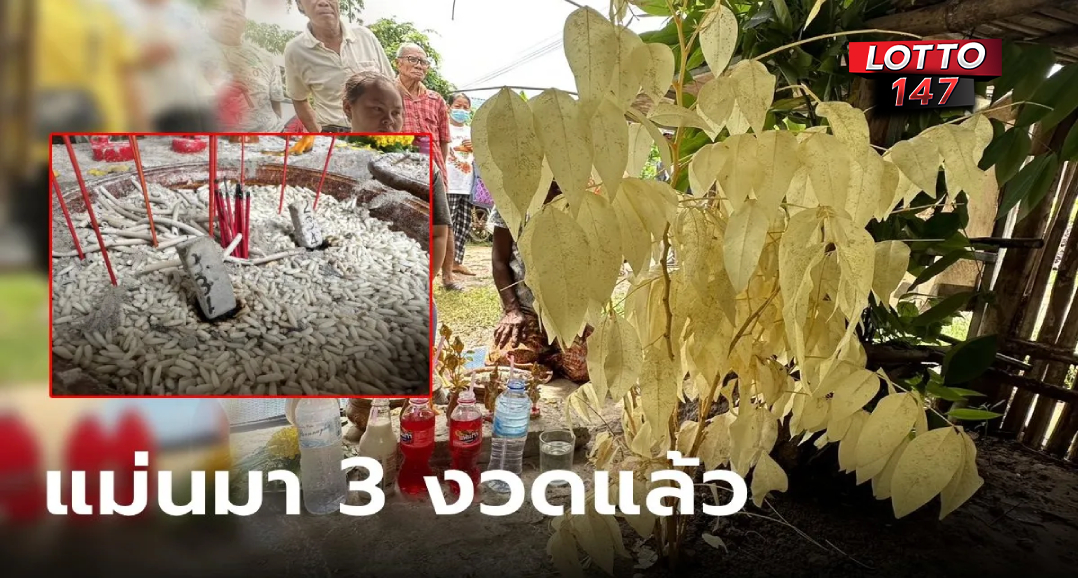 ตามให้ไว! ต้นไม้คูณเข้าฝันให้เรียก "แม่ย่า" บอกตรง 3 งวดติด