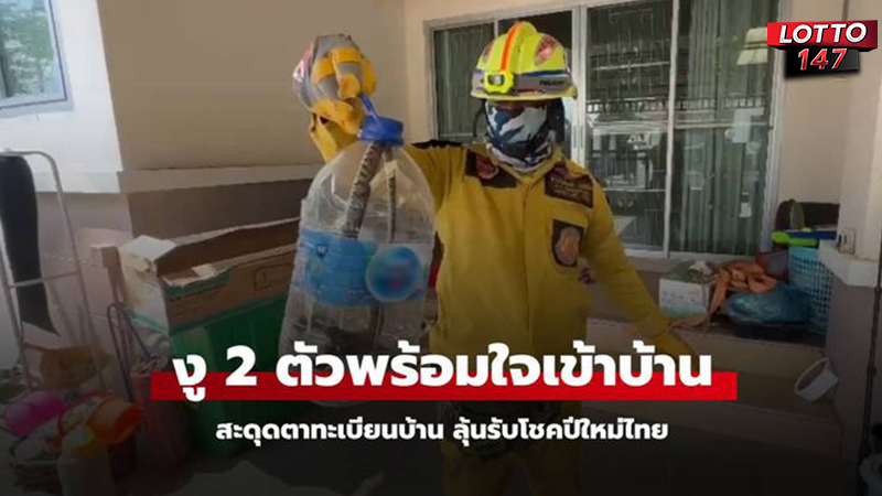 งูสองตัวเข้าบ้าน