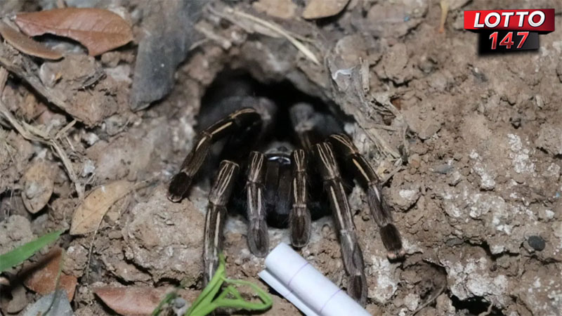 เลขเด็ดพญาบึ้งแม่ลูกอ่อน