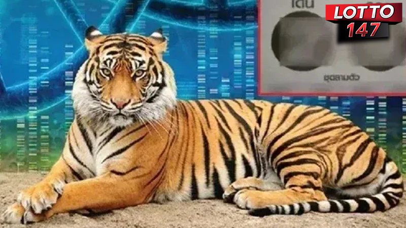 เลขเสือตกถัง 01/06/68