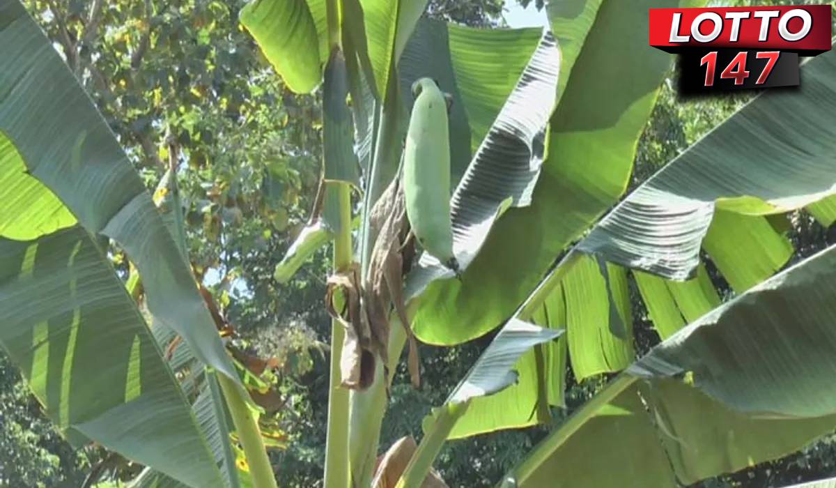 แห่ขอหวย “ต้นกล้วยประหลาด” 1/8/68