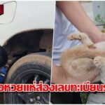 เหมียวน้อยหนีหมาขย้ำซุกใต้รถ คอหวยแห่ส่องเลข 06/09/68