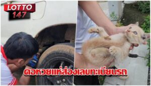 เหมียวน้อยหนีหมาขย้ำซุกใต้รถ คอหวยแห่ส่องเลข 06/09/68