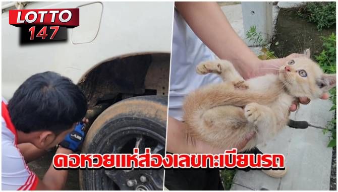 เหมียวน้อยหนีหมาขย้ำซุกใต้รถ คอหวยแห่ส่องเลข 06/09/68