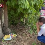 จอมปลวกแม่อุ้มลูกโผล่กลางโคนตะเคียน ชาวบ้านเชื่อให้โชค