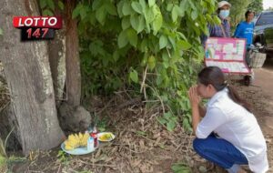 จอมปลวกแม่อุ้มลูกโผล่กลางโคนตะเคียน ชาวบ้านเชื่อให้โชค