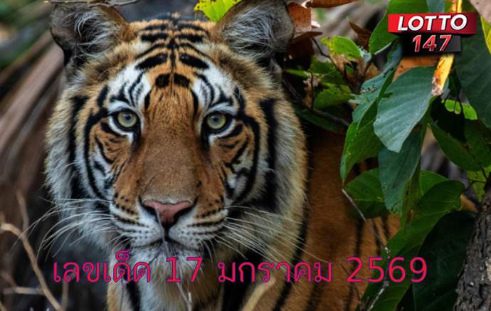 เสือตกถังพลังเงินดี17-01-69
