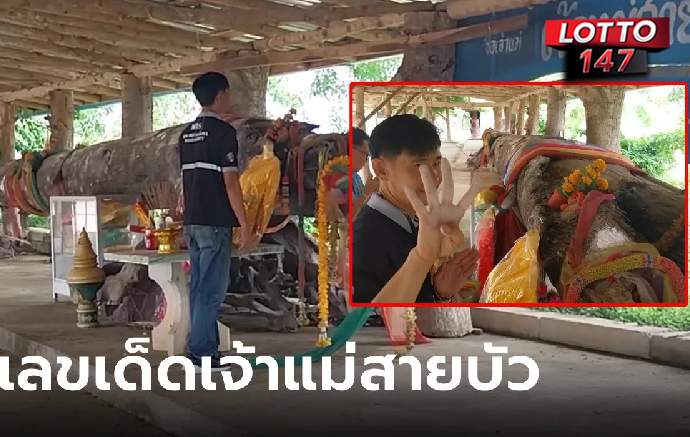 ลูบต้นตะเคียนขอโชค17/01/69 เจ้าแม่สายบัว