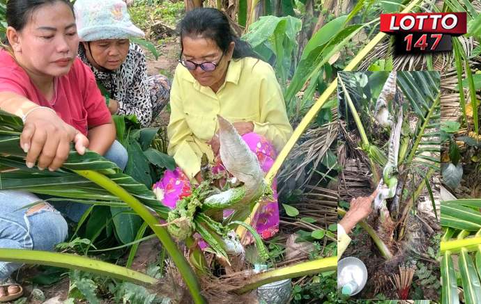 มะพร้าวพญานาค เลขเด็ด 3 ตัว 16-2-69