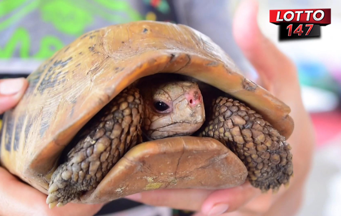 เต่าสีทองกระดองคล้ายพระสมเด็จ 7 ชั้นให้โชคตรงๆ