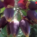 กล้วยประหลาด ออกหัวปลีถึง 8 หัว แห่ขอเลขเด็ด