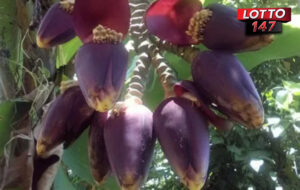 กล้วยประหลาด ออกหัวปลีถึง 8 หัว แห่ขอเลขเด็ด