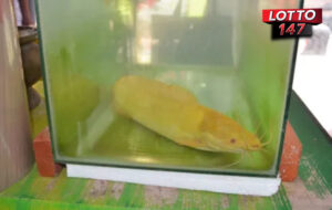 ใกล้หวยออก! ปลาดุกสีทอง 01-03-69