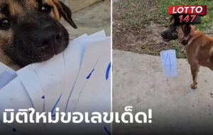 หันพึ่งหมาจับเลขเด็ด 2 ครั้งเลือกใบเดิมเน้นๆ