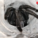 ทำพิธีขอเลขเด็ด “พญาบึ้ง” แม่ลูกอ่อน ลุ้นงวด 16/3/69