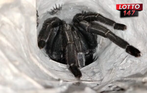 ทำพิธีขอเลขเด็ด “พญาบึ้ง” แม่ลูกอ่อน ลุ้นงวด 16/3/69